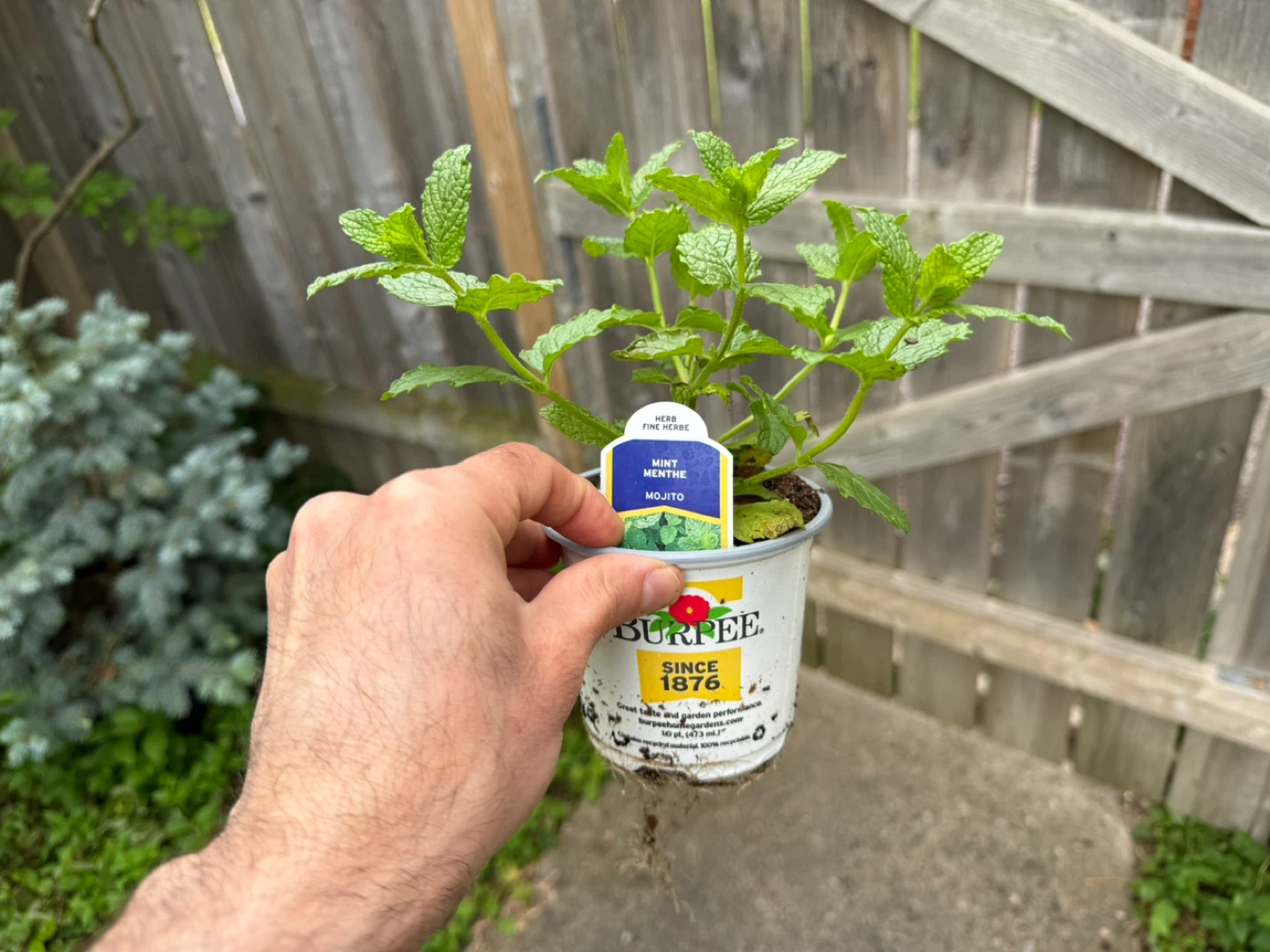 Mojito Mint Plants - photo 2