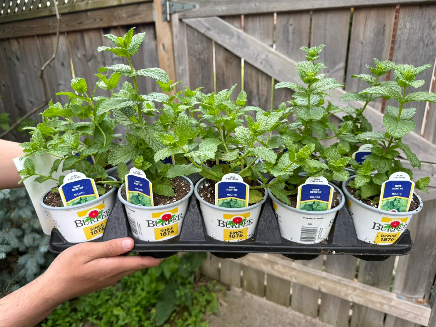 Mojito Mint Plants