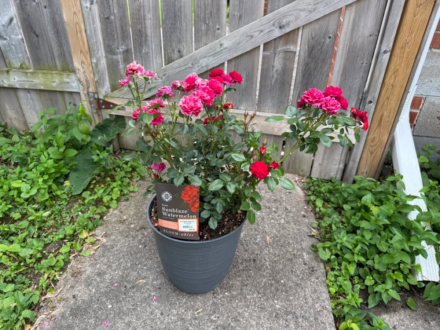 Sunblaze Watermelon Rose Plant