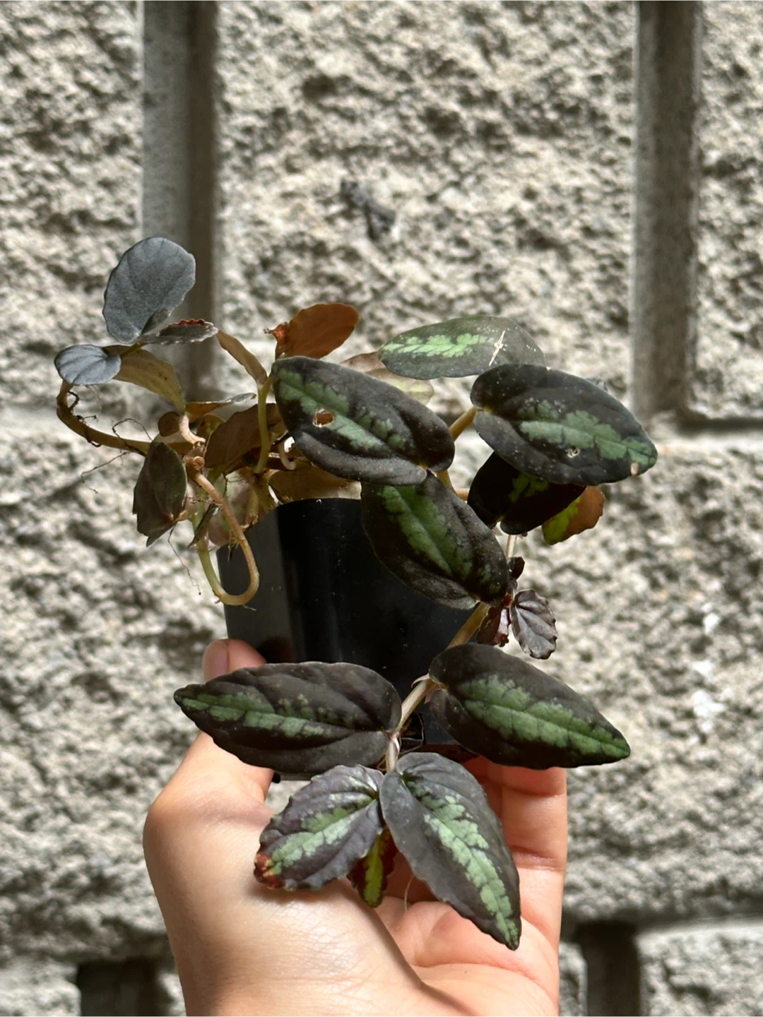 Pellonia Repens Plant