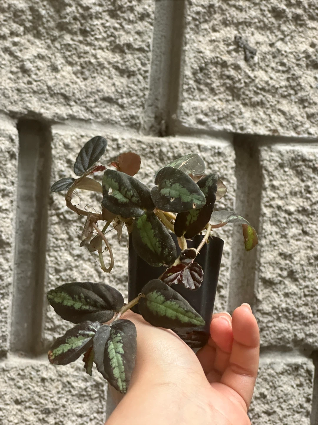 Pellonia Repens Plant - photo 2
