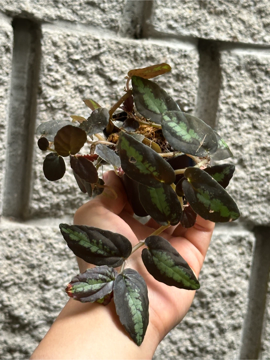Pellonia Repens Plant - photo 3