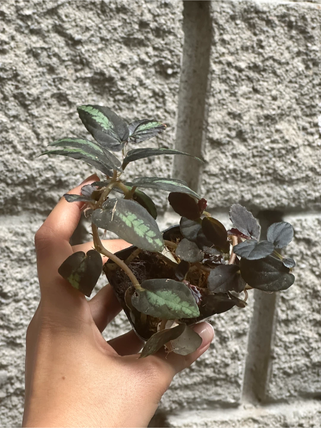 Pellonia Repens Plant - photo 4
