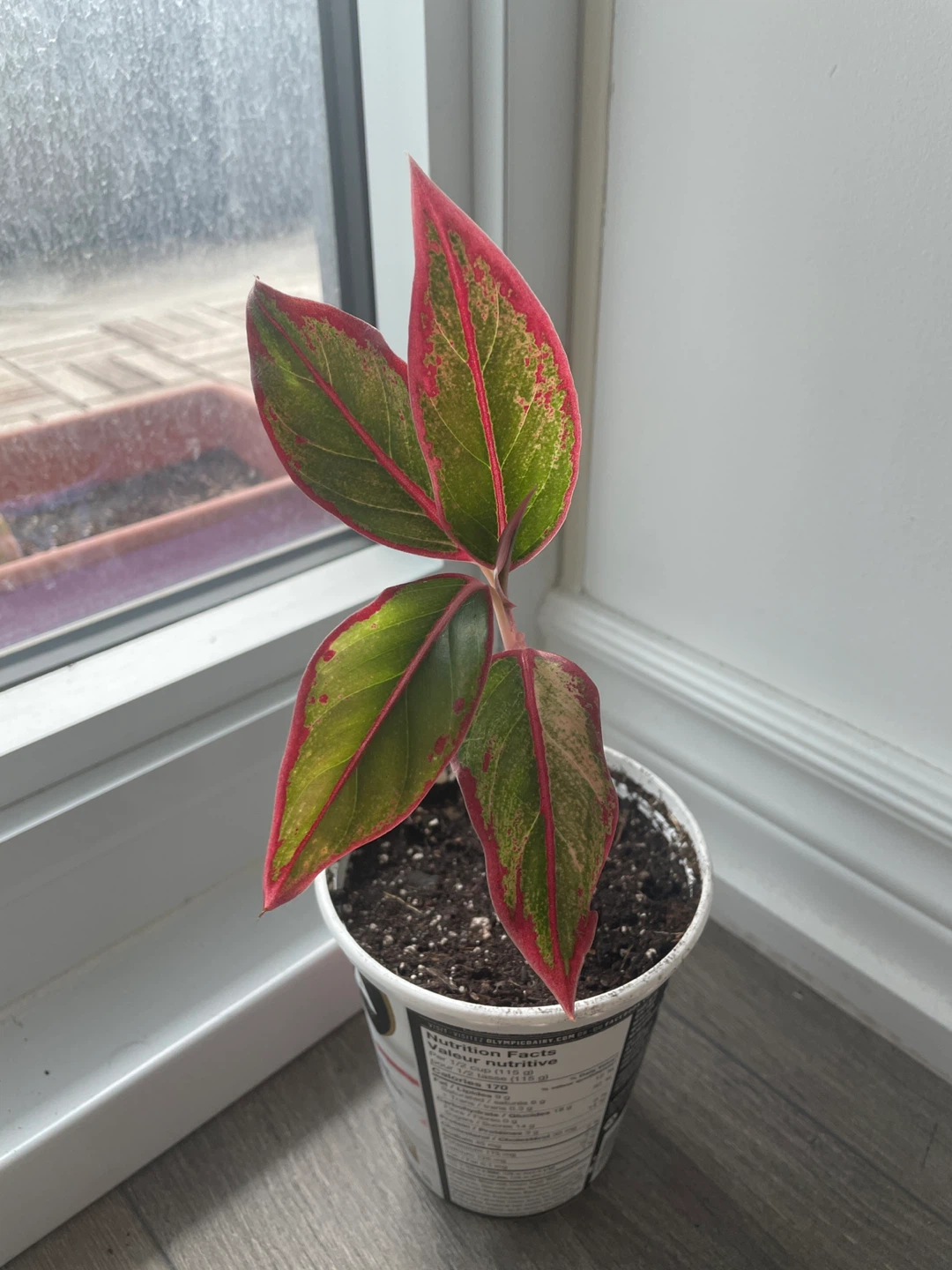 Chinese Evergreen Plant - photo 2