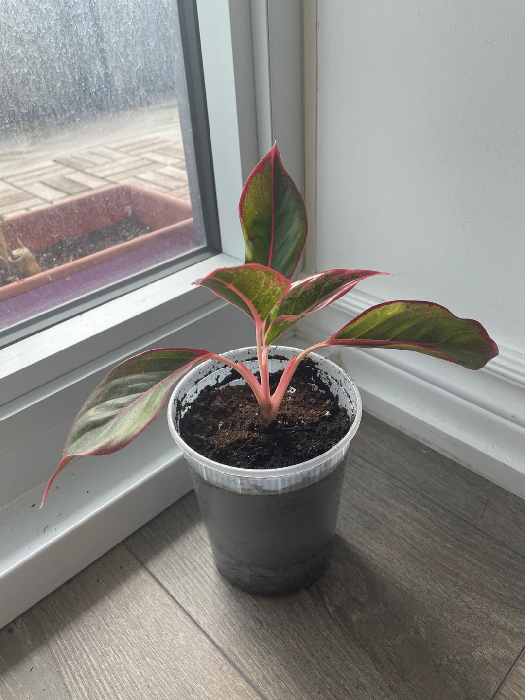 Chinese Evergreen Plant - photo 3