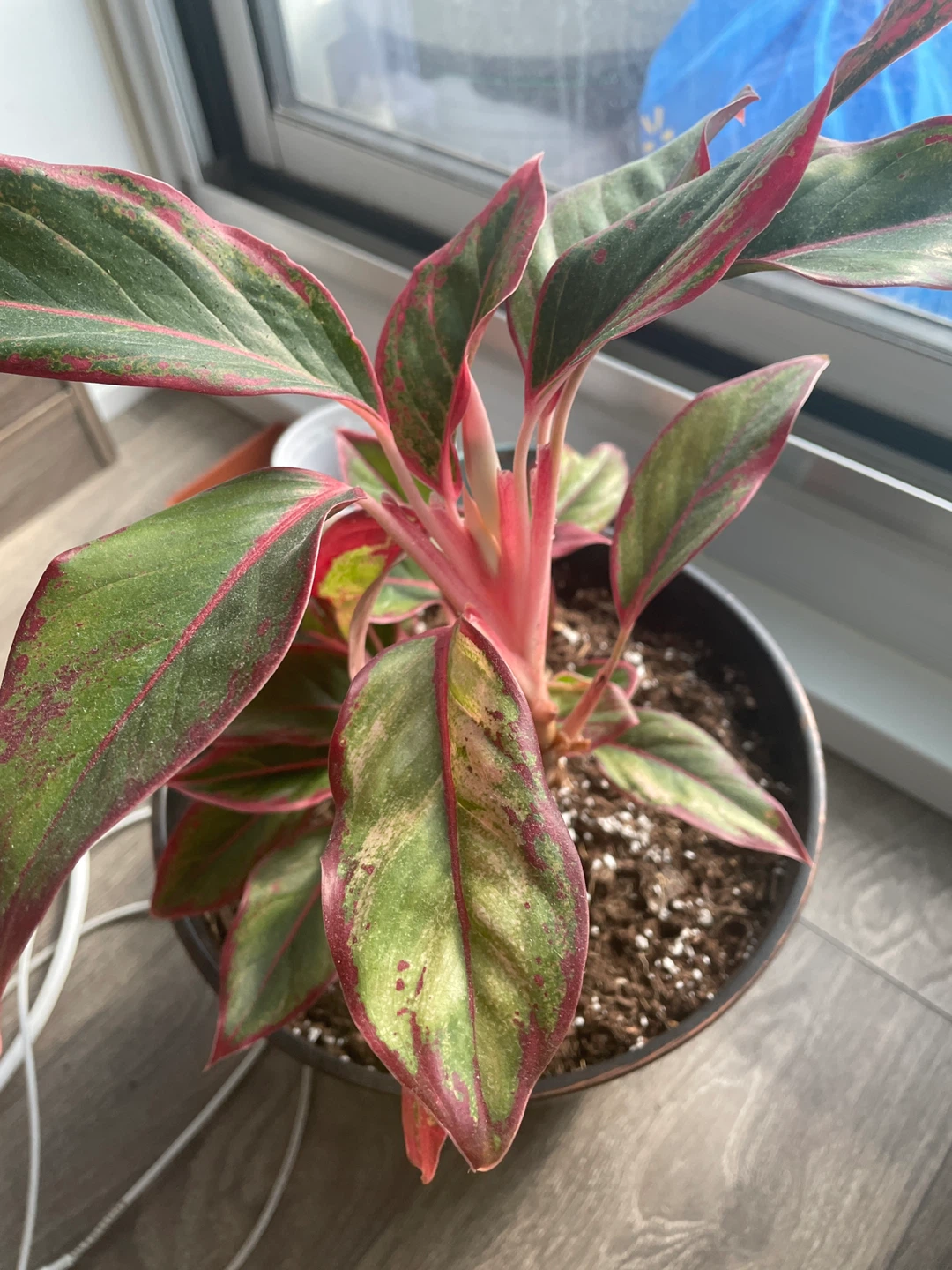 Chinese Evergreen Plant - photo 4