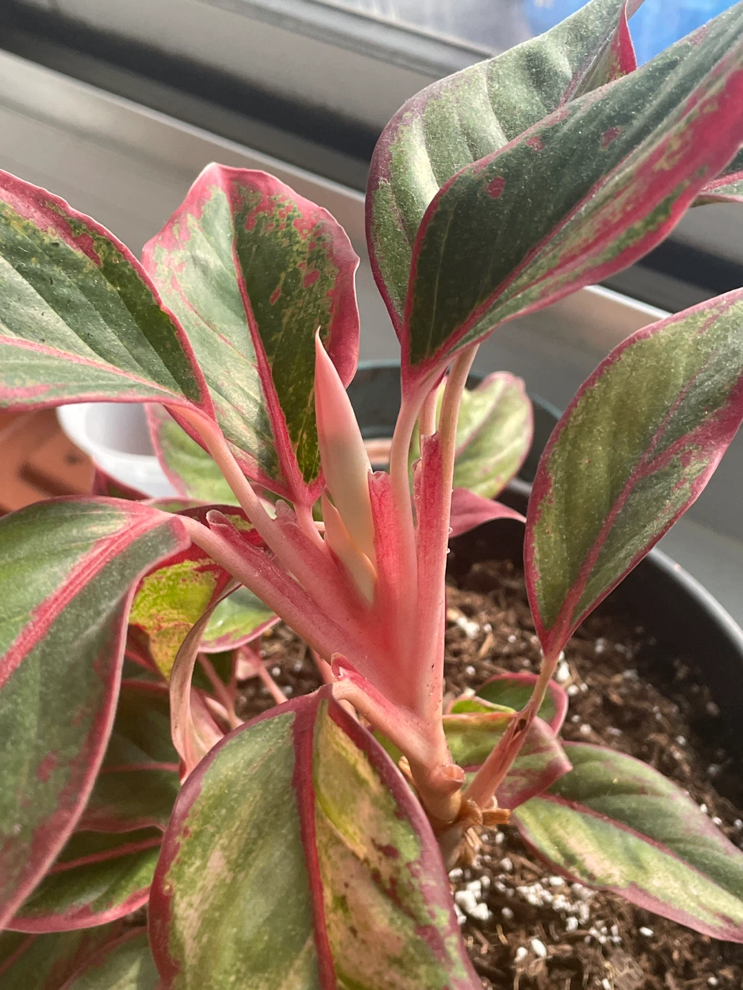 Chinese Evergreen Plant