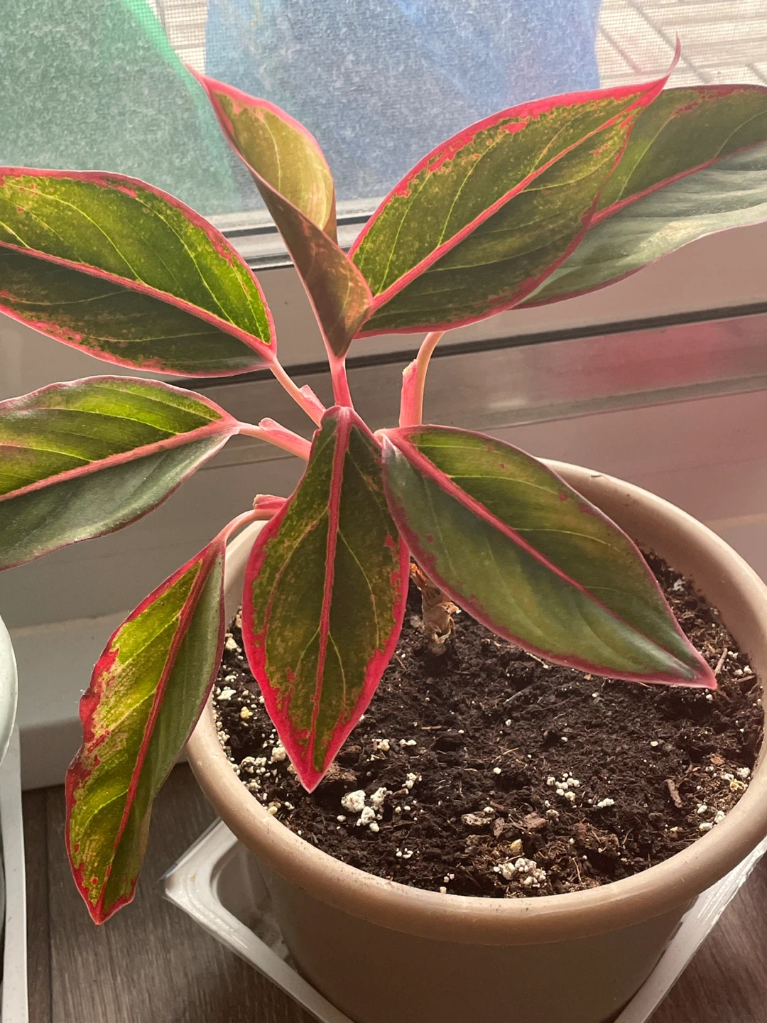 Chinese Evergreen Plant - photo 5