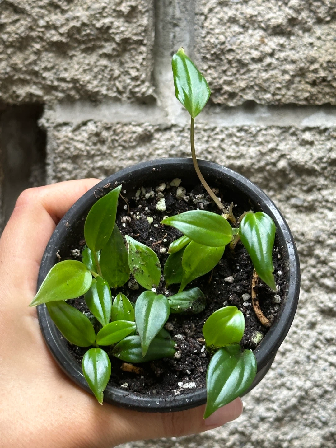 Philodendron Micans Plant