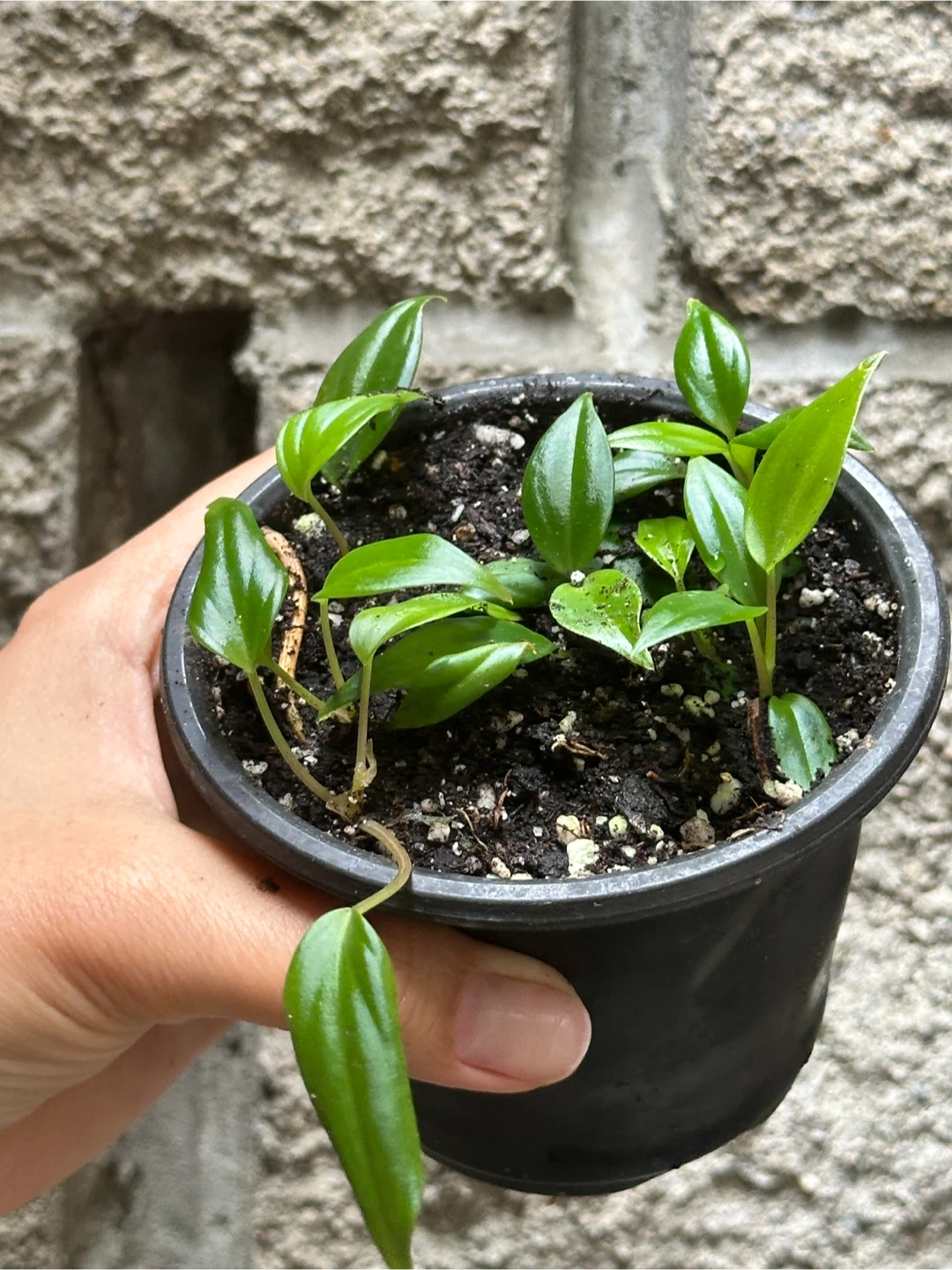 Philodendron Micans Plant - photo 2