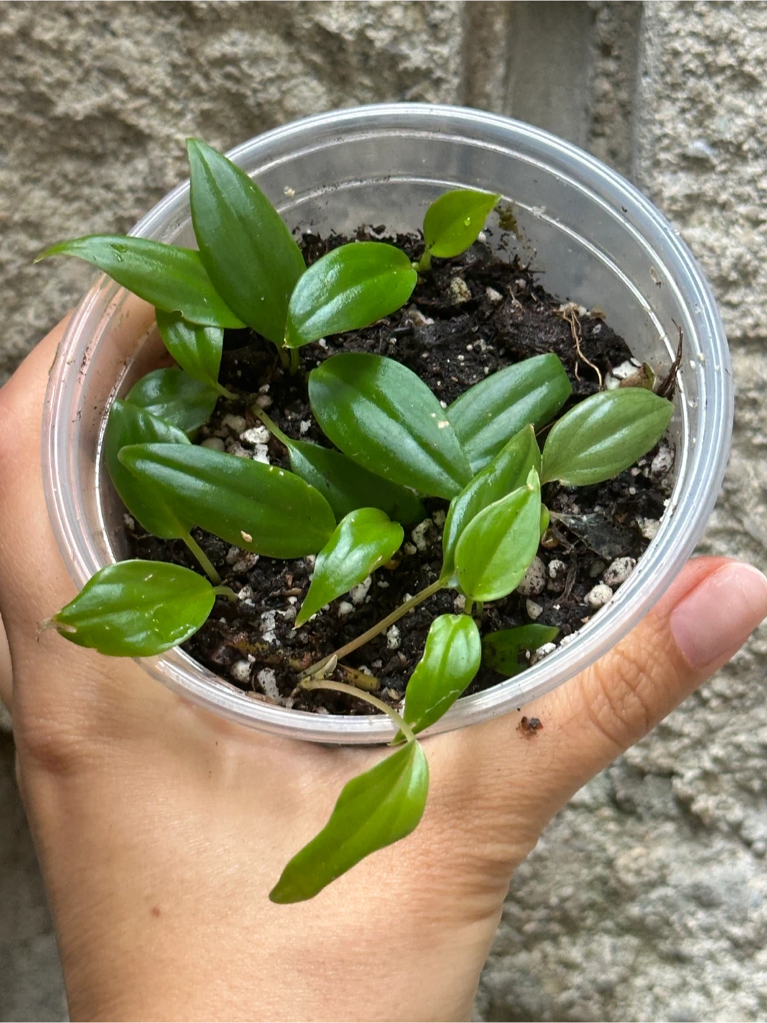 Philodendron Micans Plant - photo 3