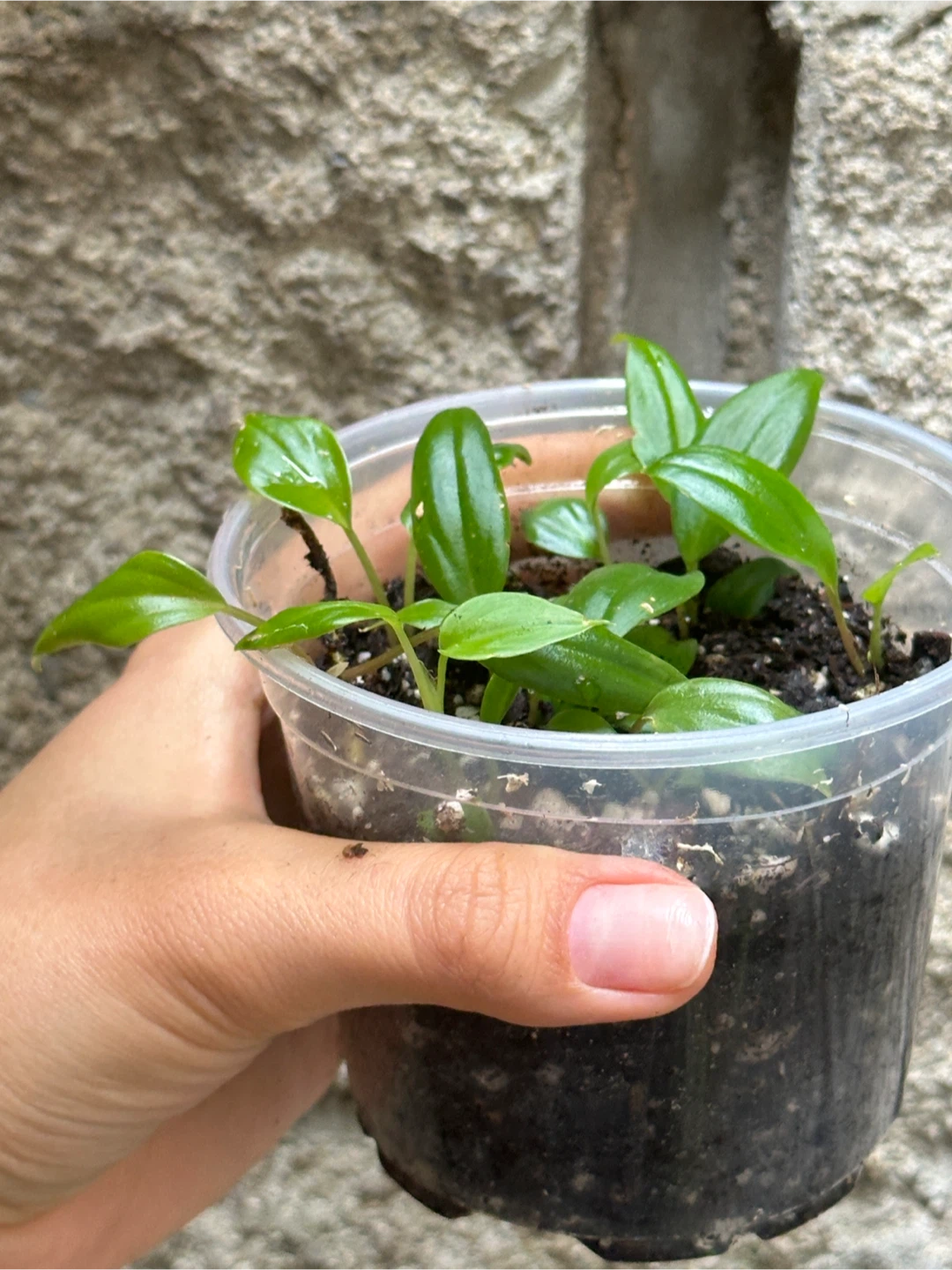 Philodendron Micans Plant - photo 4