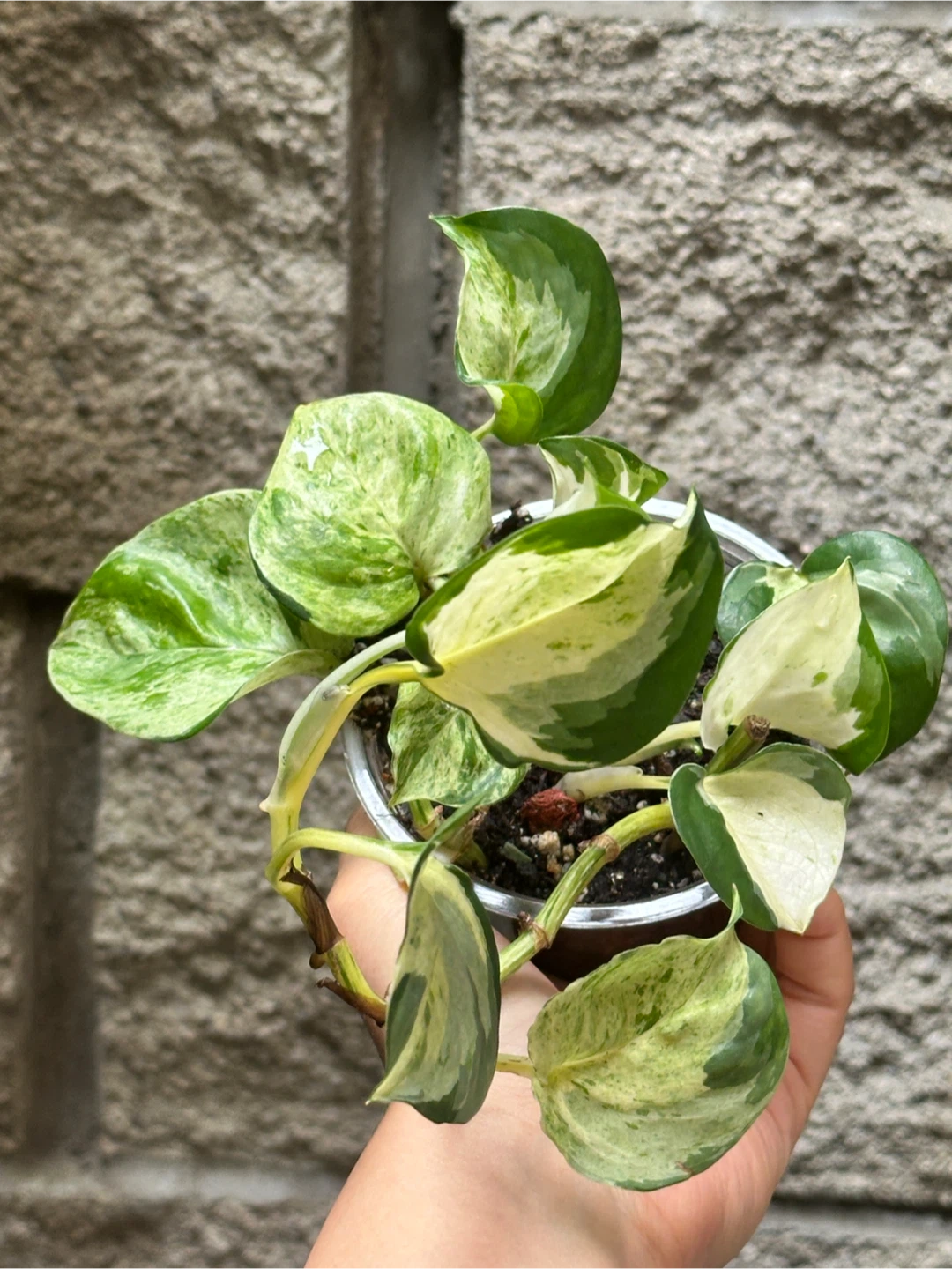 Manjula Pothos Plant