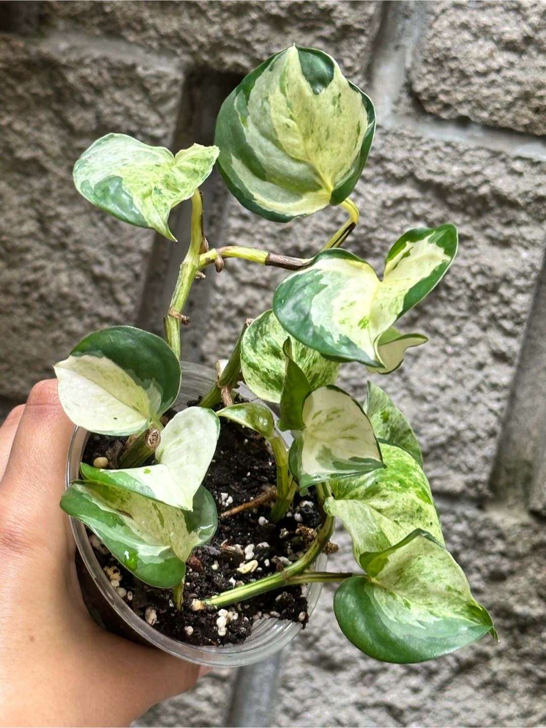 Manjula Pothos Plant - photo 2