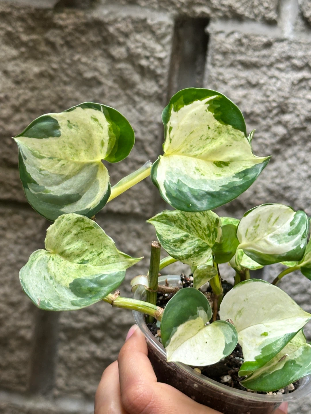 Manjula Pothos Plant - photo 3