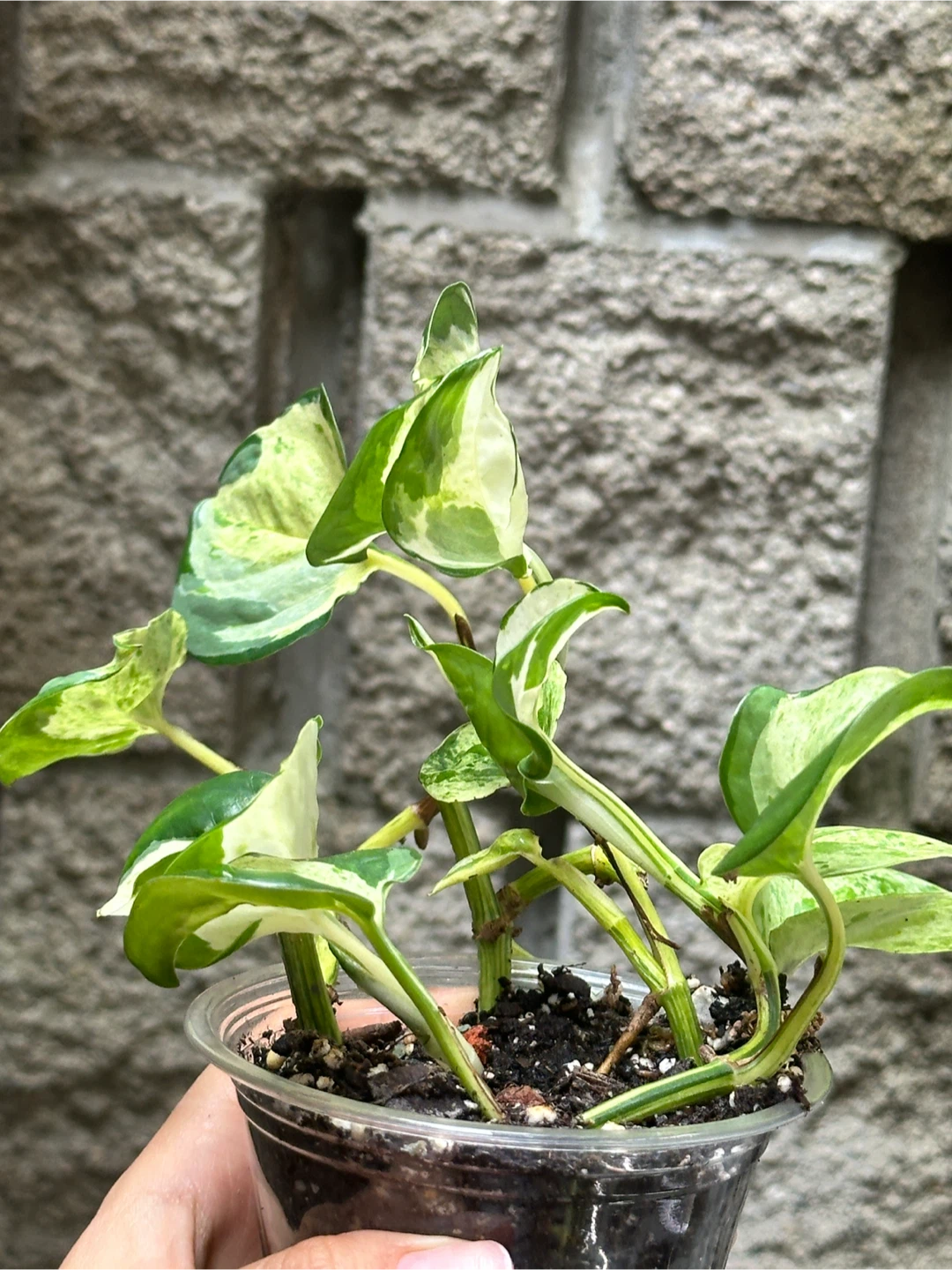 Manjula Pothos Plant - photo 4