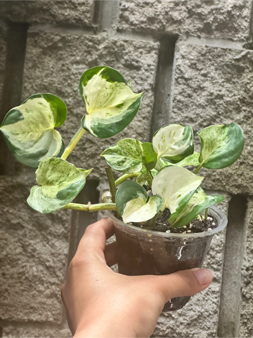 Manjula Pothos Plant - photo 5