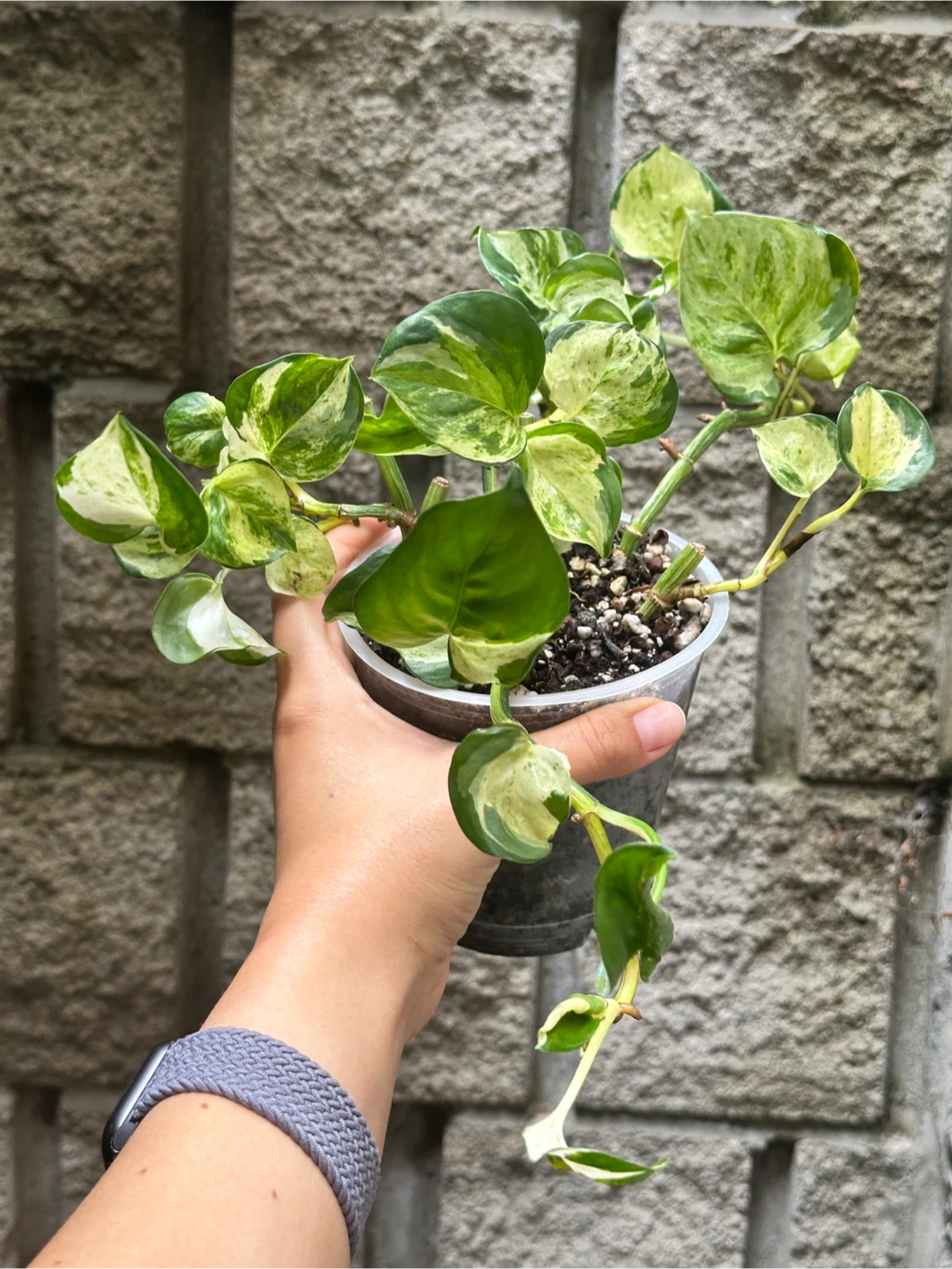 Manjula Pothos Plant
