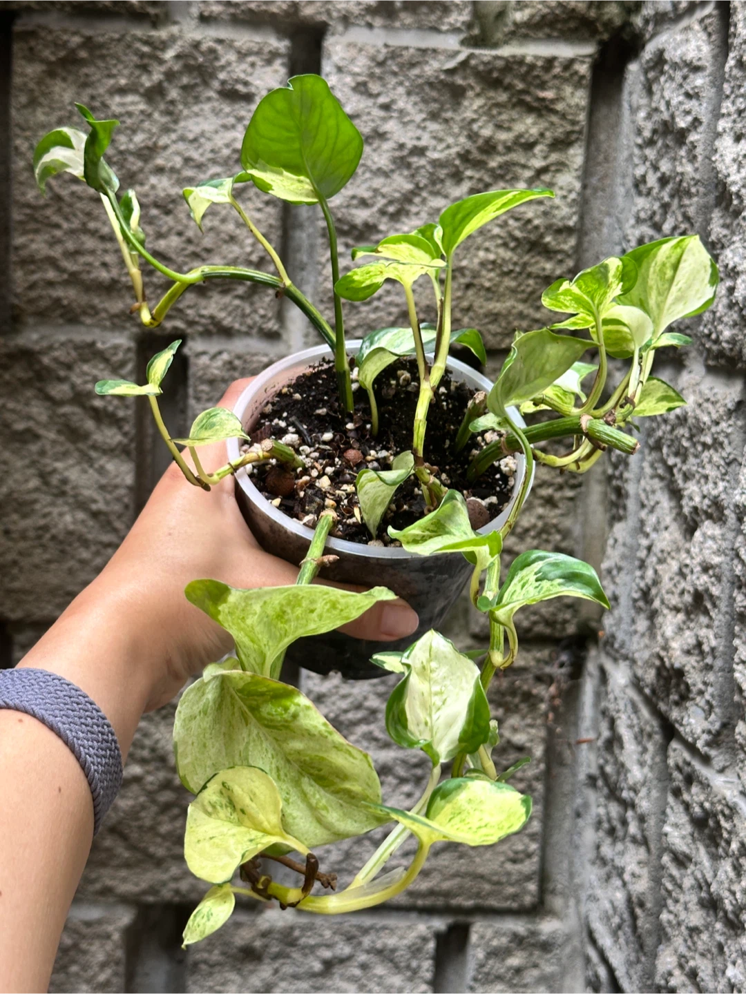 Manjula Pothos Plant - photo 2