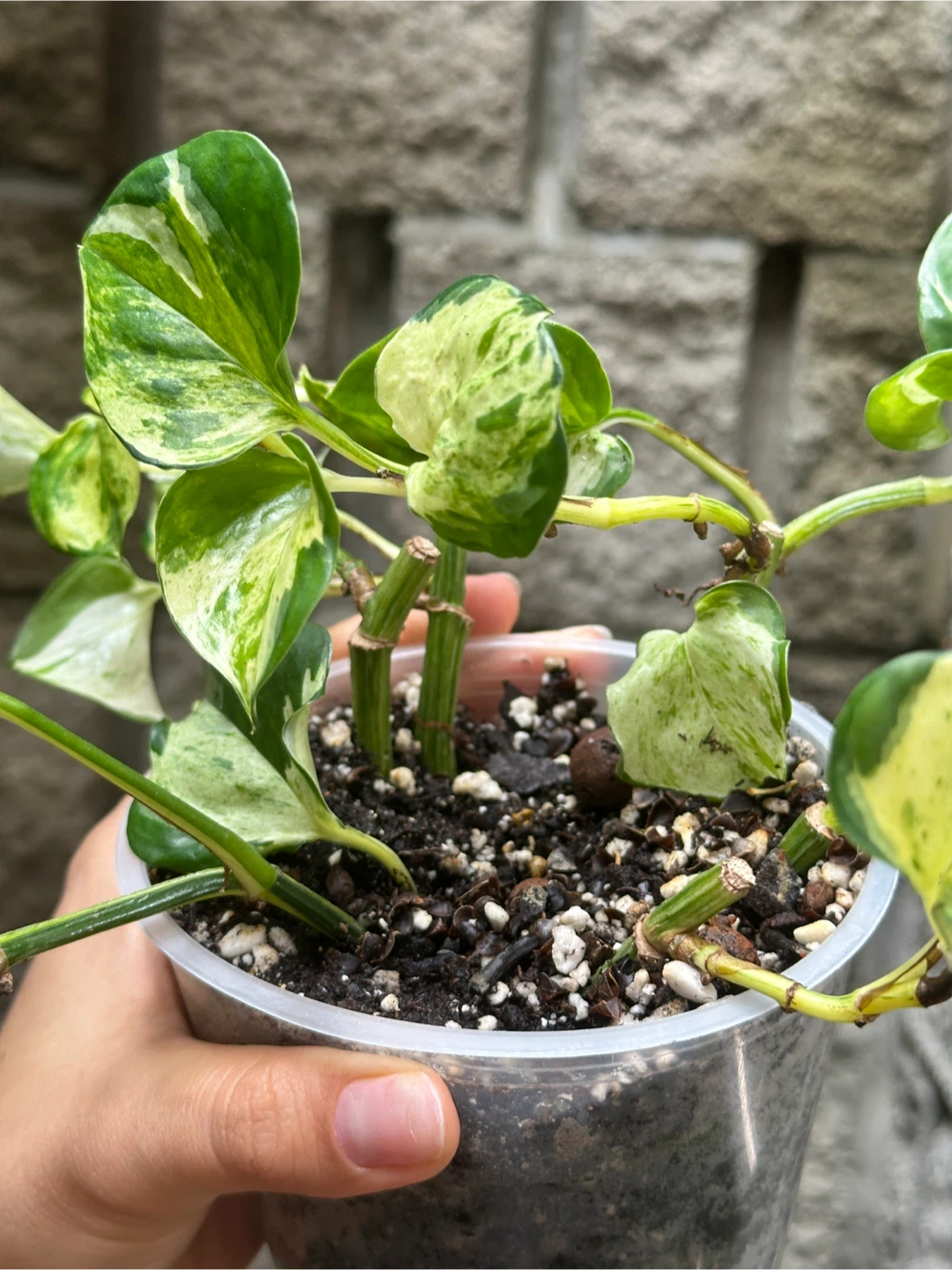Manjula Pothos Plant - photo 3