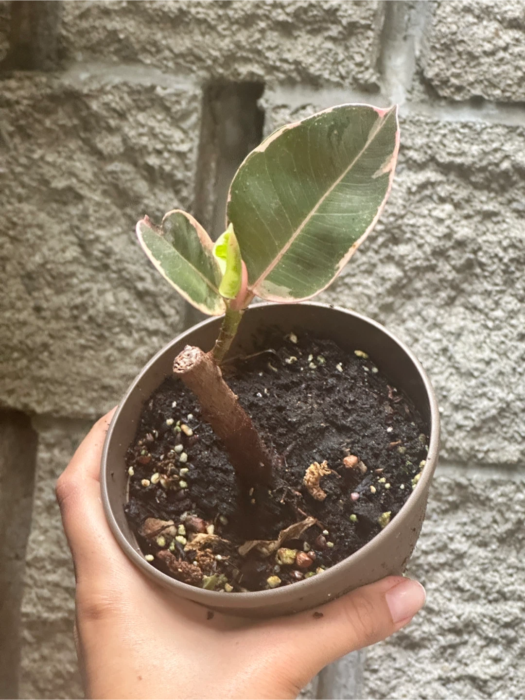 Ficus Elastica Ruby Plant