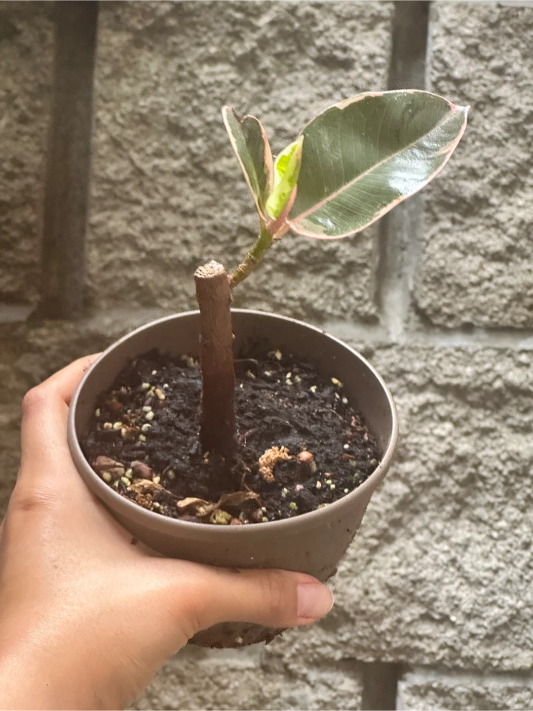 Ficus Elastica Ruby Plant - photo 2