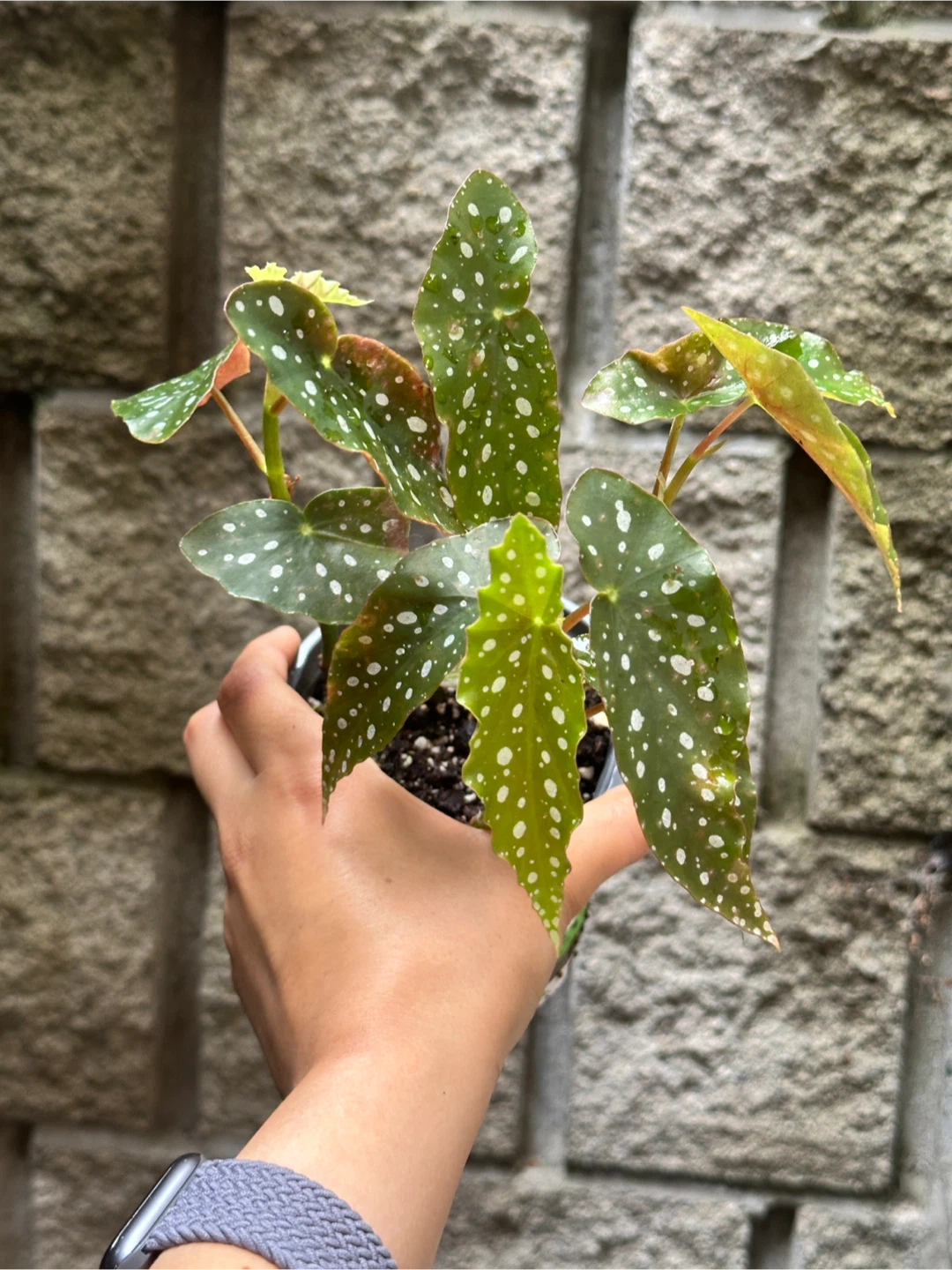 Begonia Maculata Plant