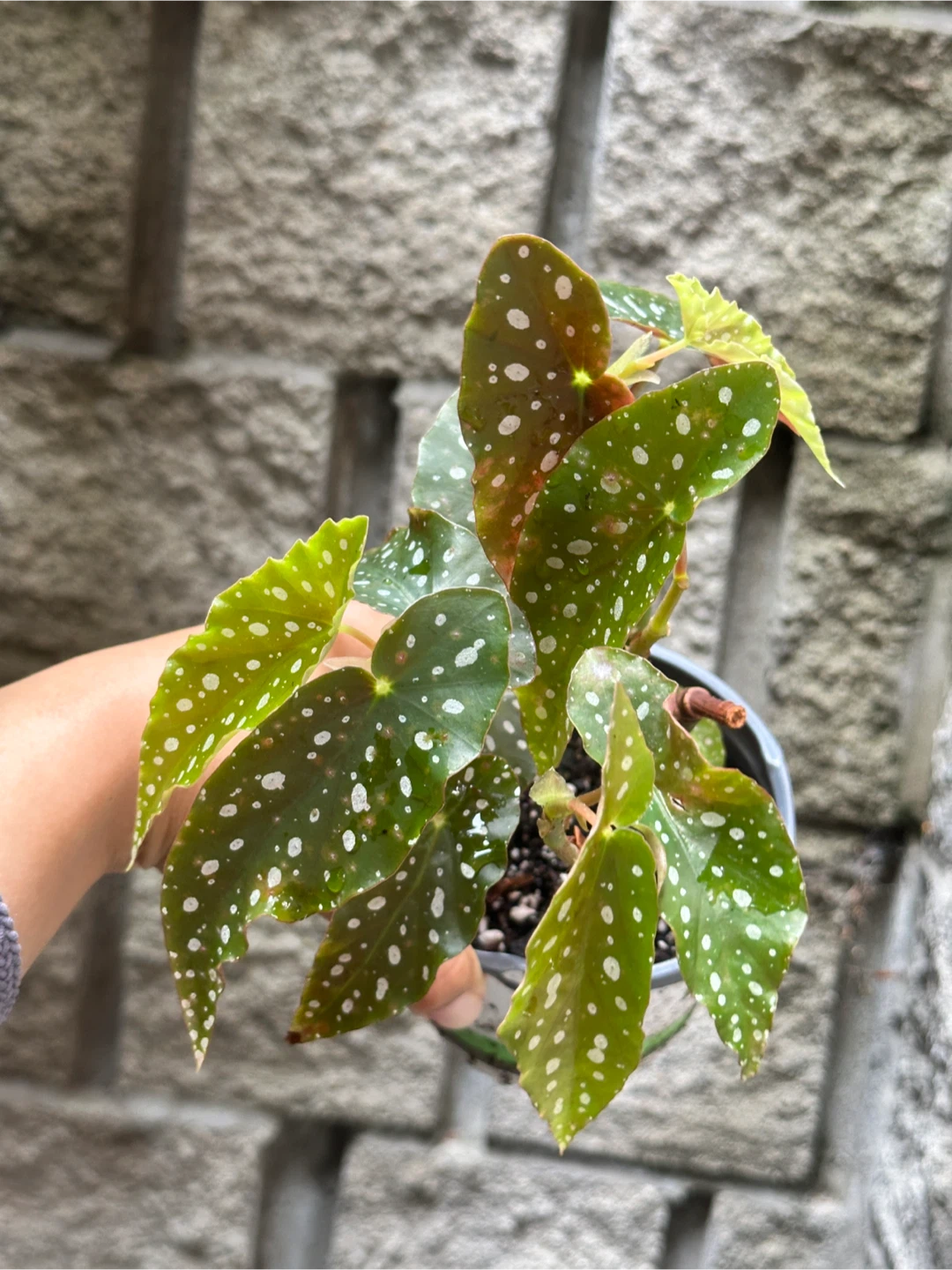 Begonia Maculata Plant - photo 2