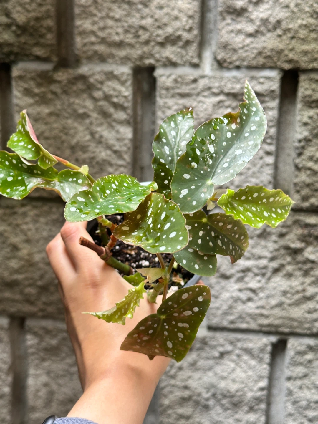 Begonia Maculata Plant - photo 3