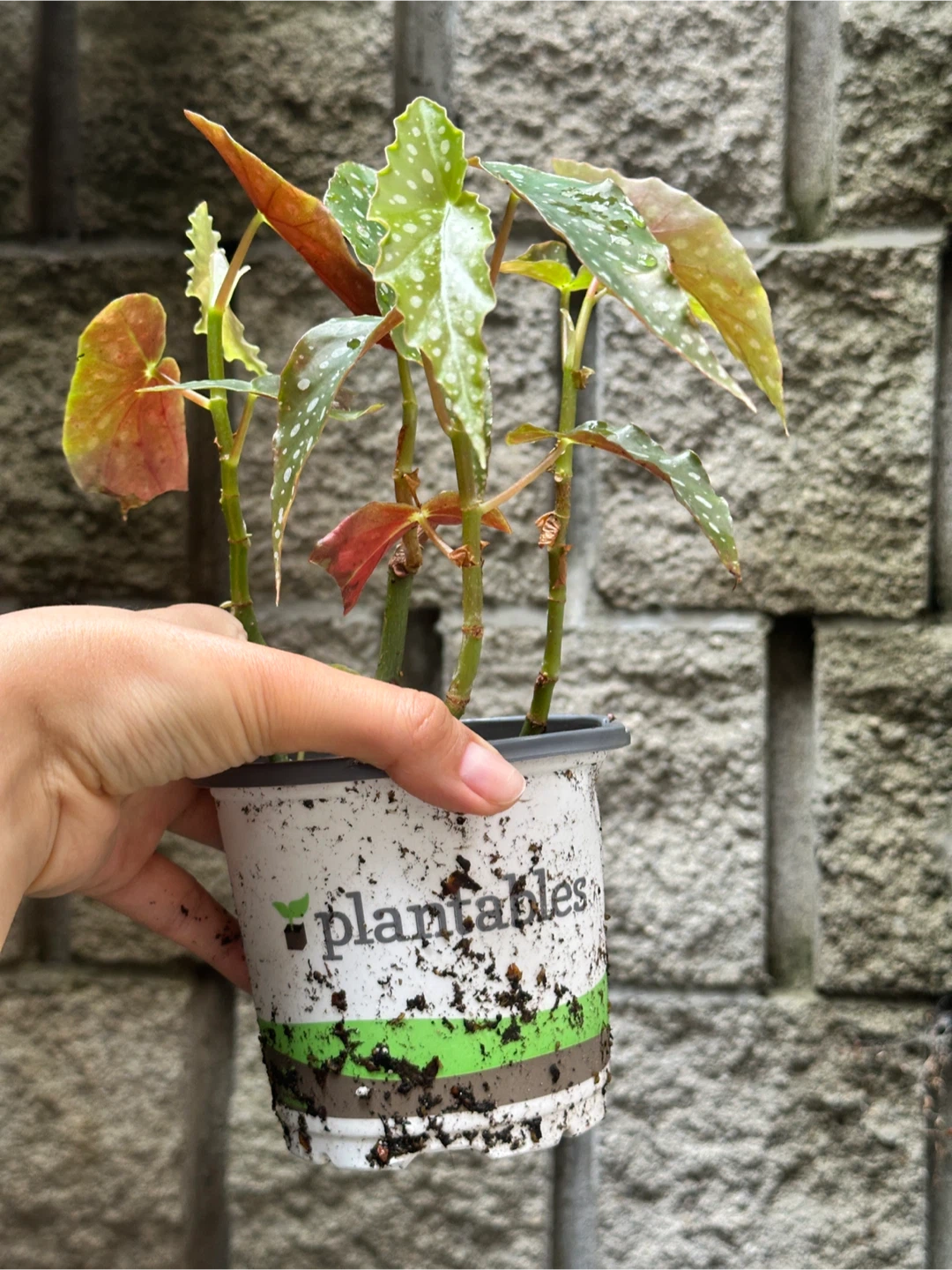 Begonia Maculata Plant - photo 4