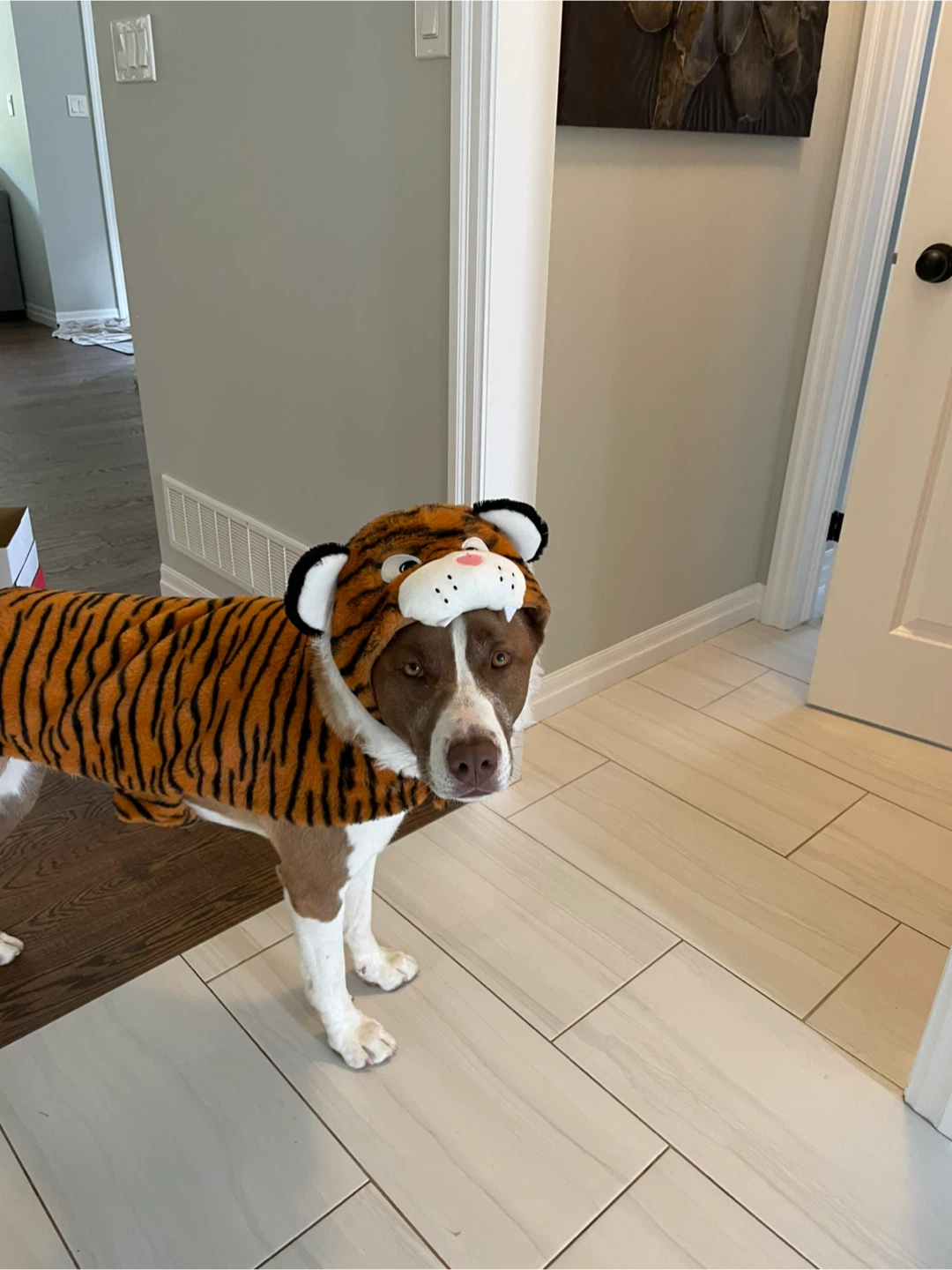 Tiger Costume for Pet