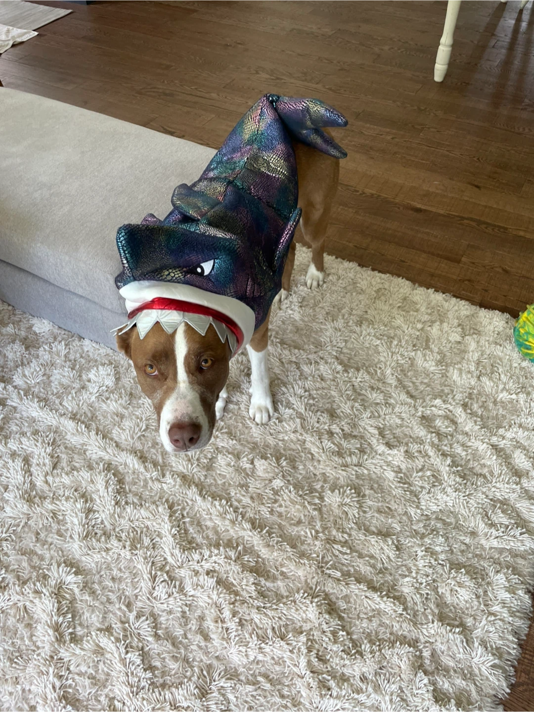 Pet Shark Costume