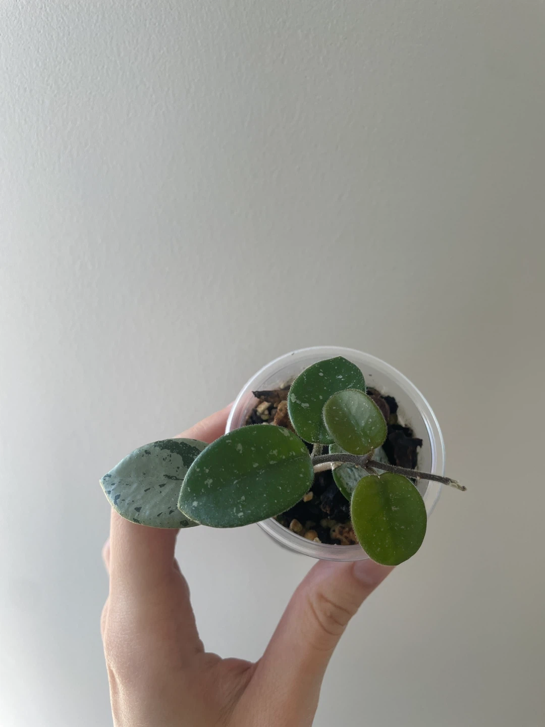 Hoya Mathilde