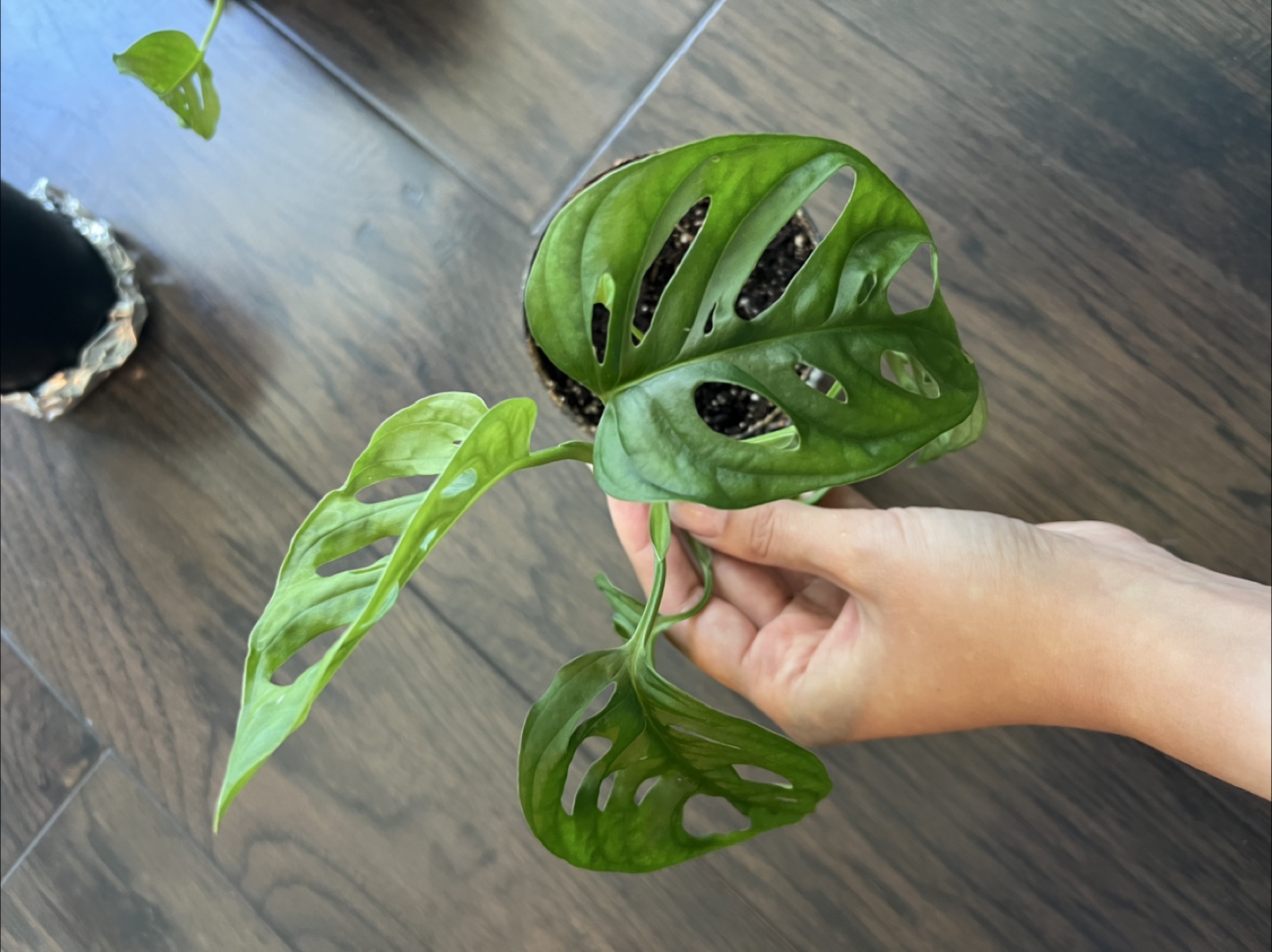3 house plants: Coffee Arabica and 2 Monstaras - photo 2