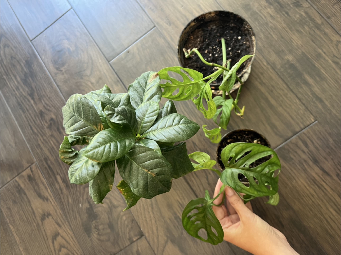 3 house plants: Coffee Arabica and 2 Monstaras