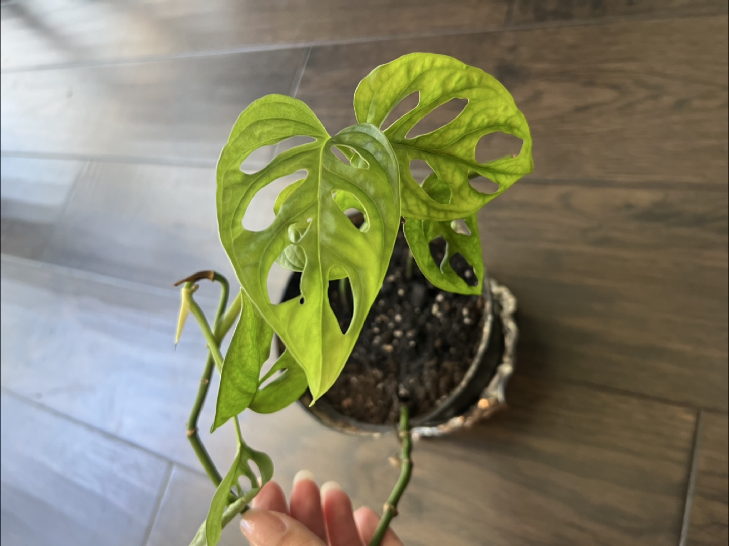 3 house plants: Coffee Arabica and 2 Monstaras - photo 3