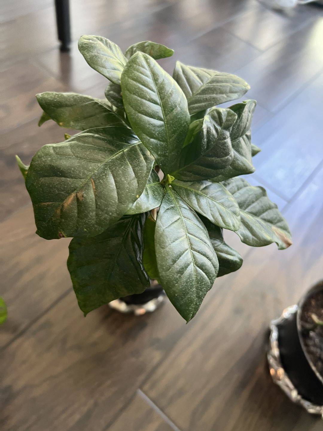 3 house plants: Coffee Arabica and 2 Monstaras - photo 4