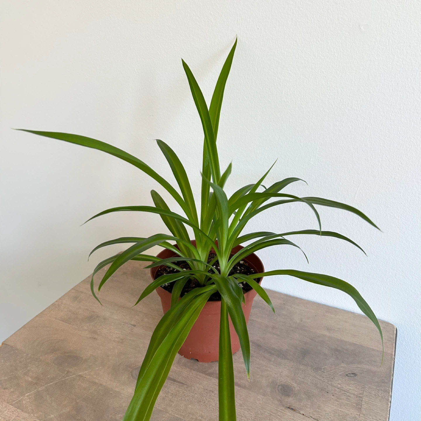 6” spider plant - photo 2