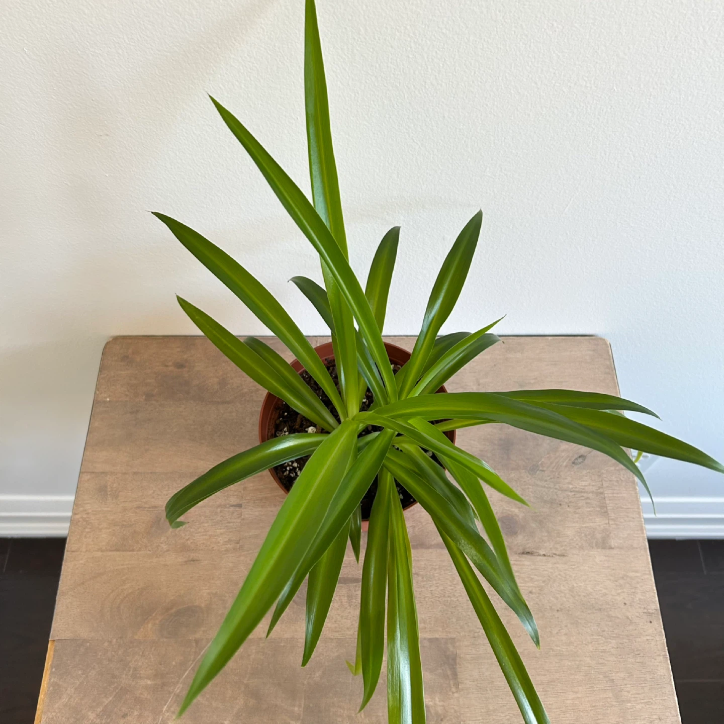 6” spider plant - photo 3