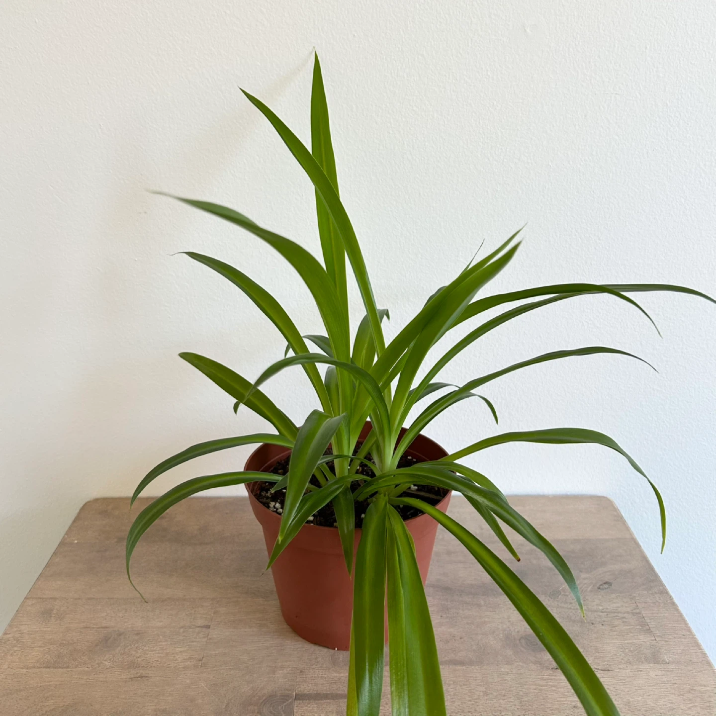 6” spider plant