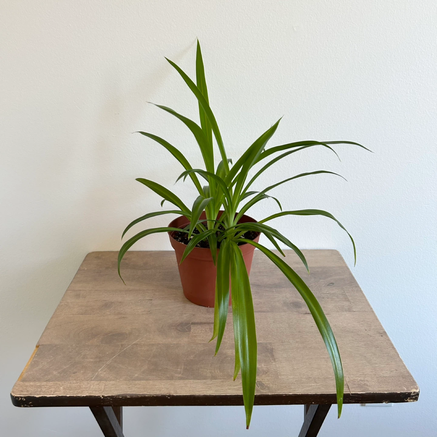 6” spider plant - photo 4