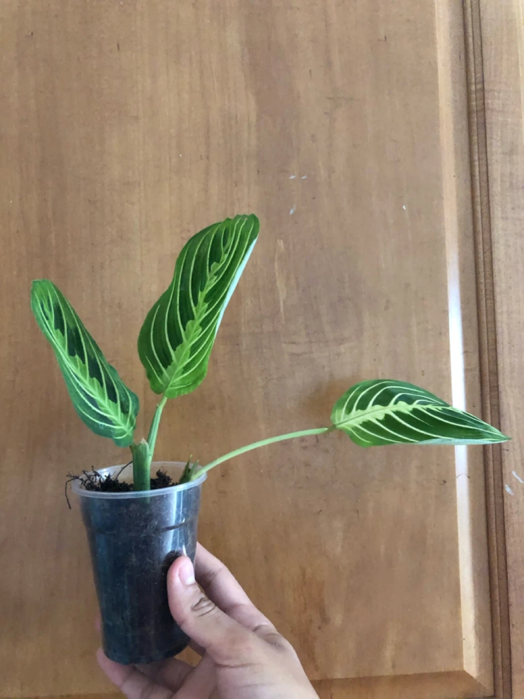 Prayer Plant in pot