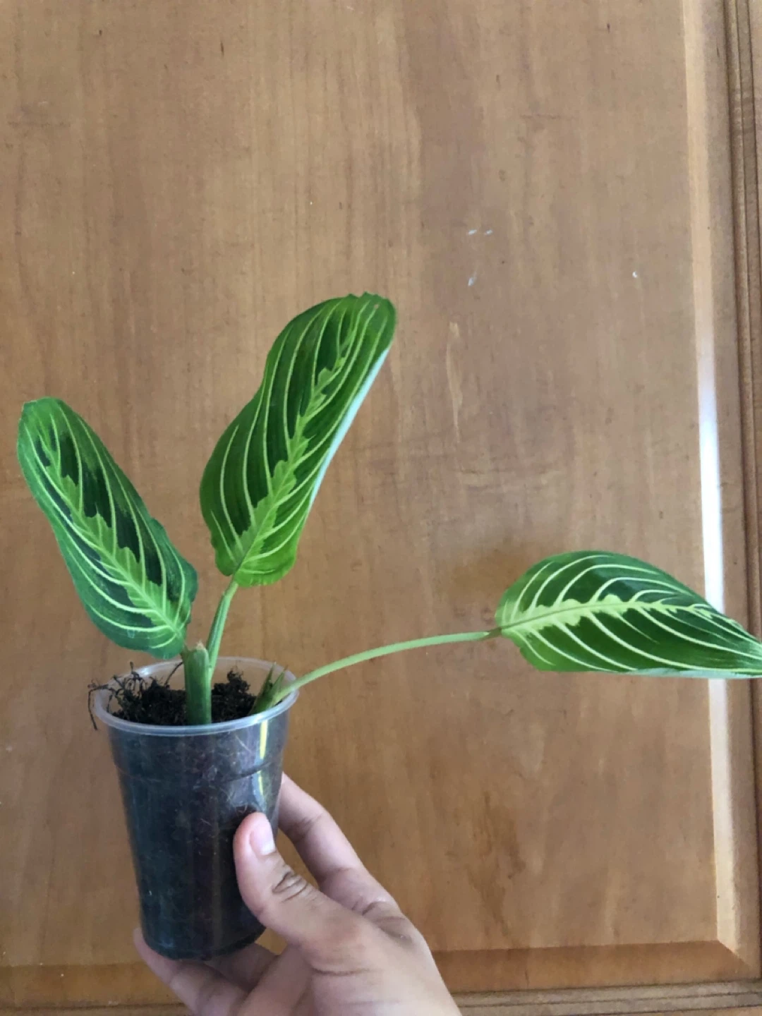 Prayer Plant in pot - photo 2