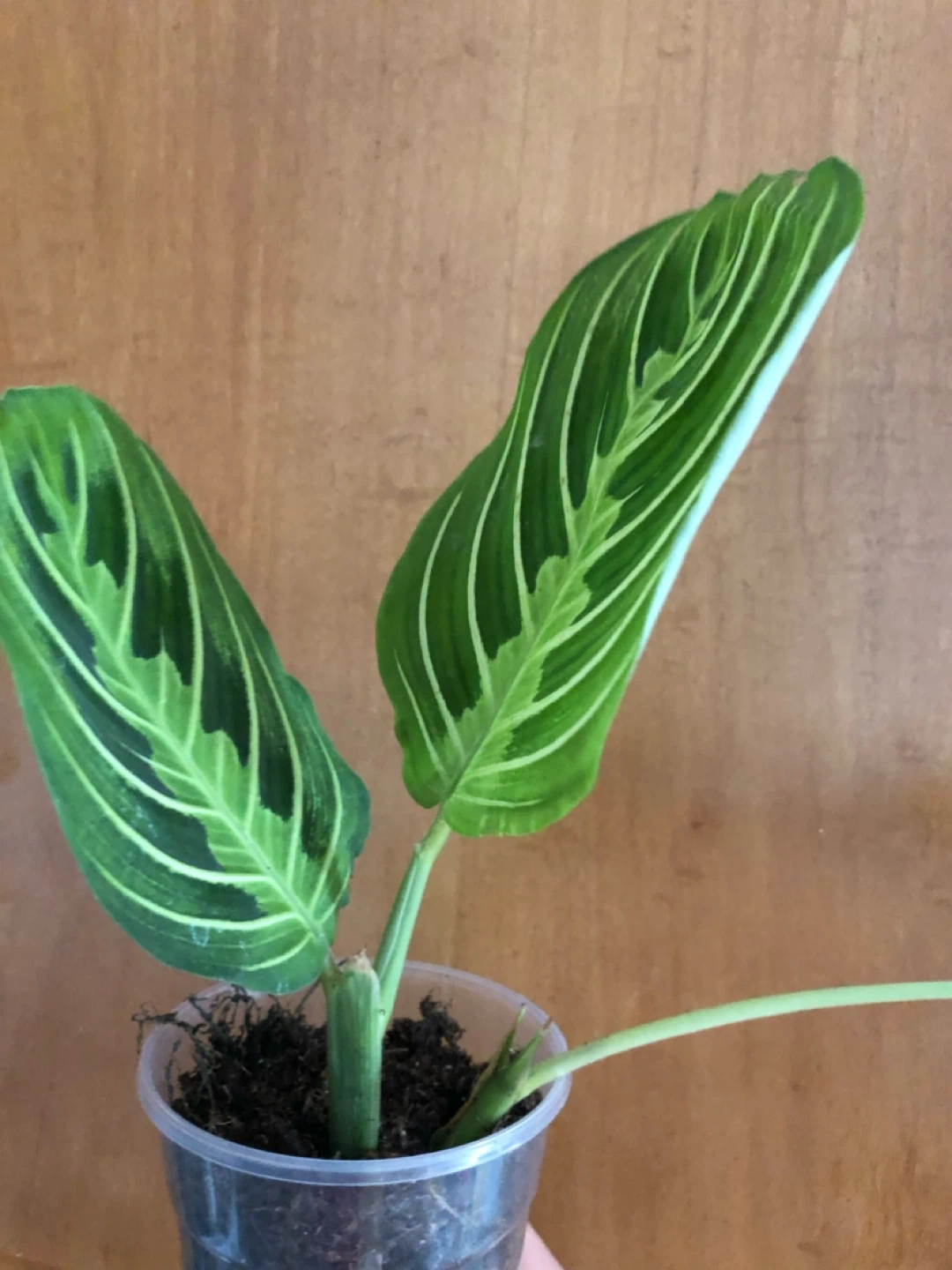 Prayer Plant in pot - photo 4