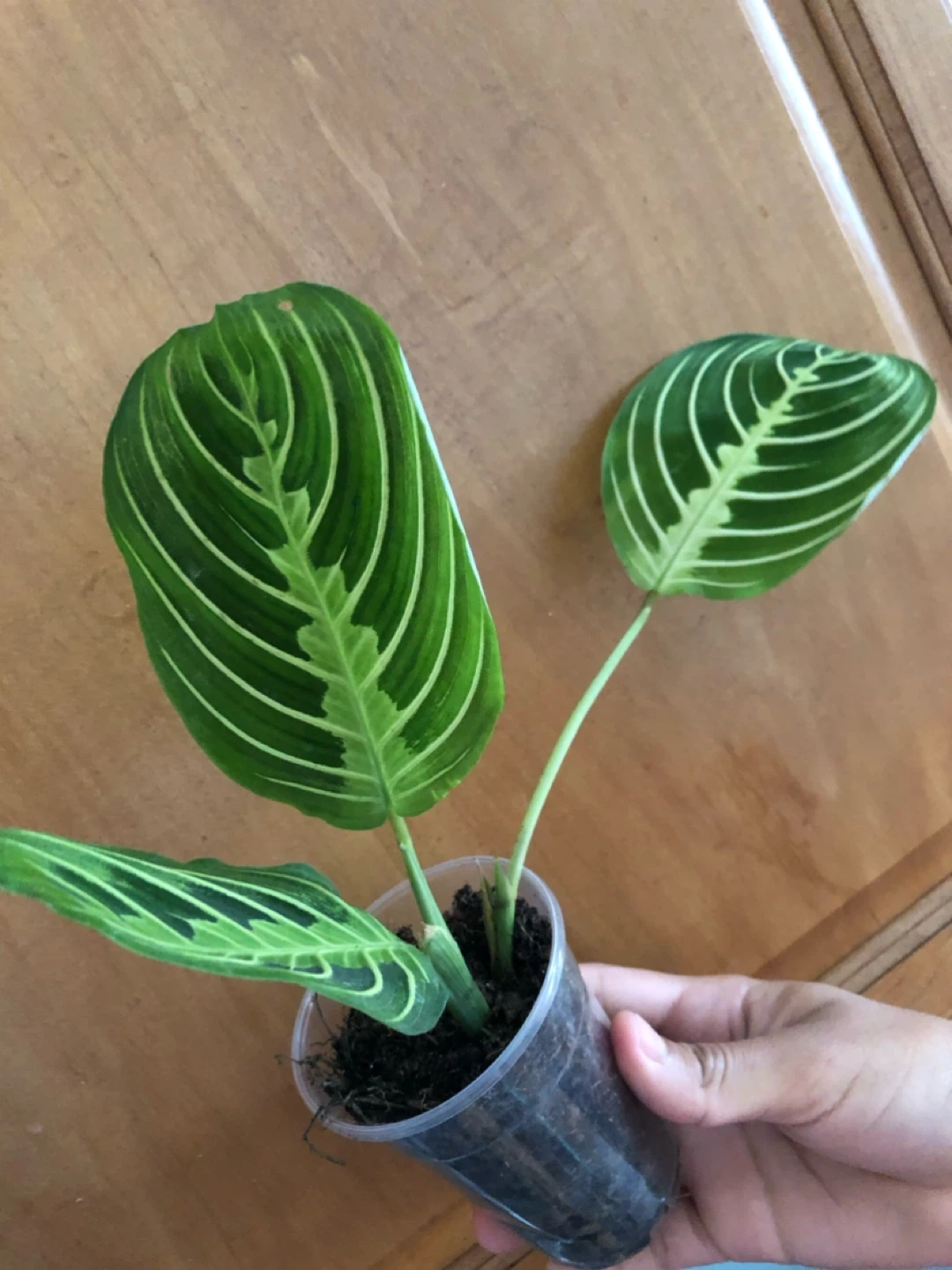 Prayer Plant in pot - photo 3