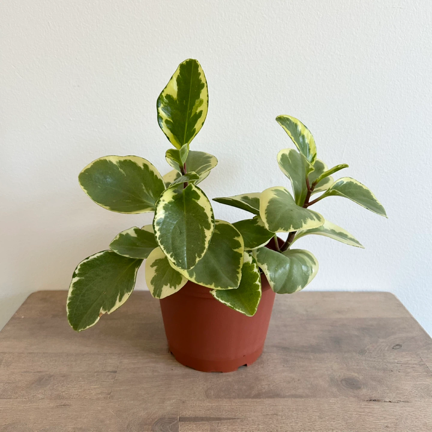 6” variegated peperomia obtusifolia plant