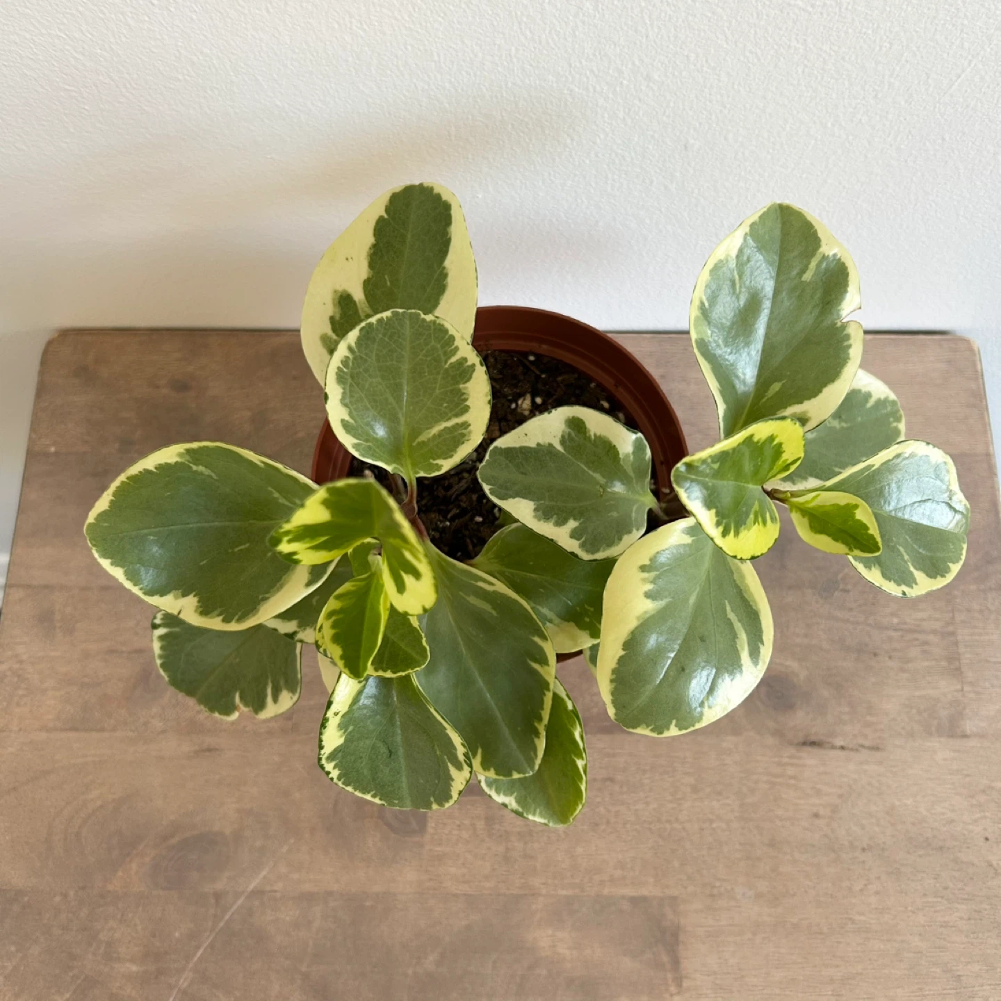 6” variegated peperomia obtusifolia plant - photo 3