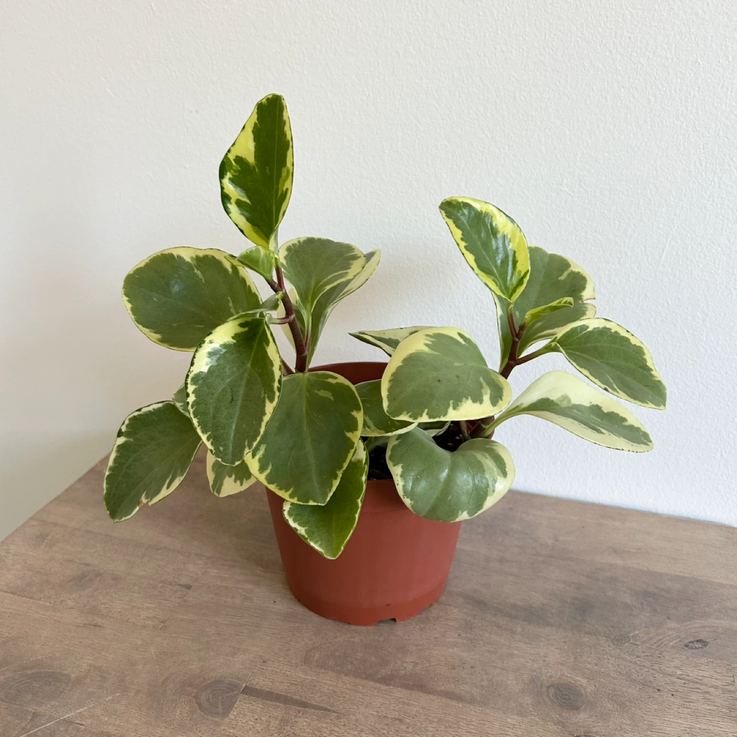 6” variegated peperomia obtusifolia plant - photo 2