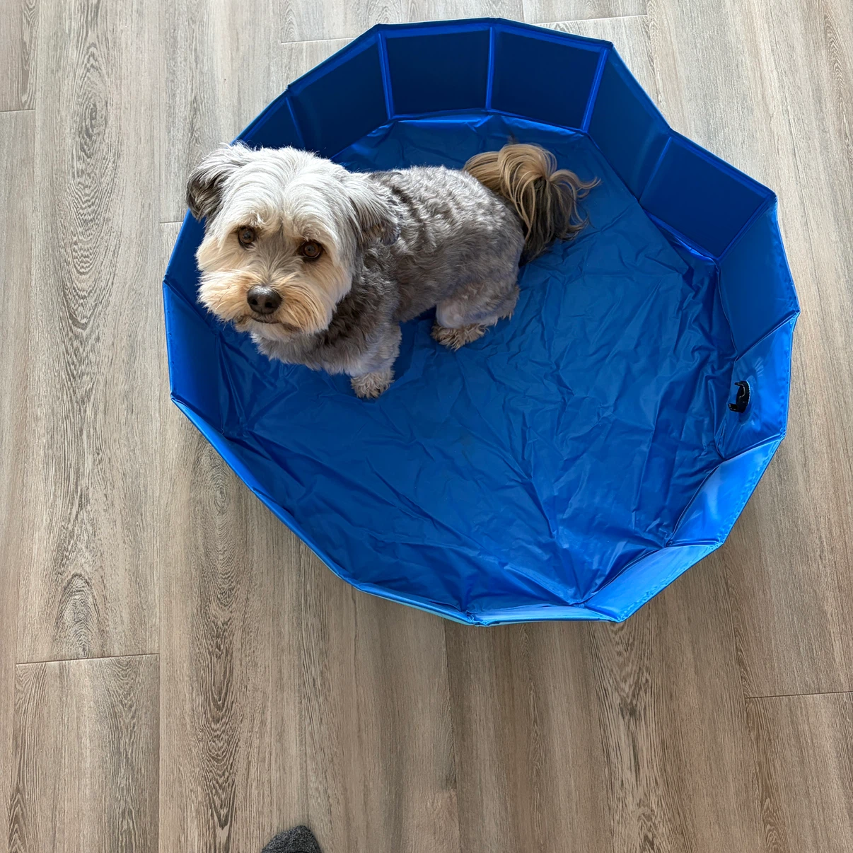 Blue Foldable dog Pool - photo 2