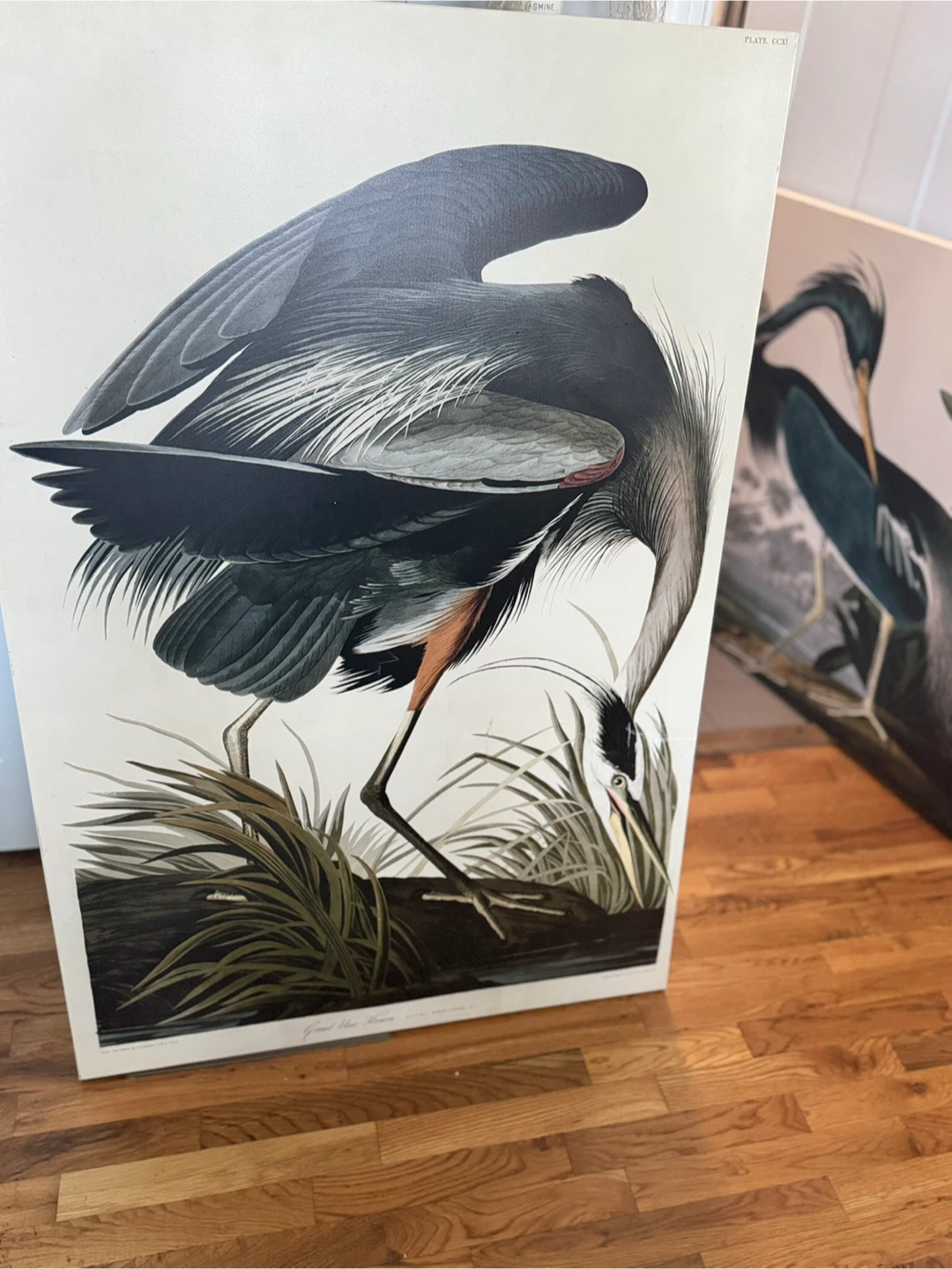 Large Great Blue Heron Art Print